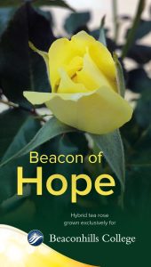 Beacon Of Hope Rose